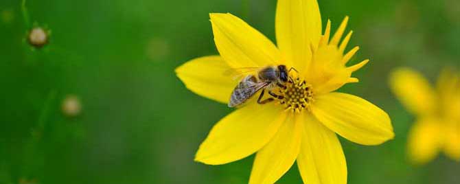 啄木鸟是益虫还是害虫呢-蜜蜂是益虫还是害虫？