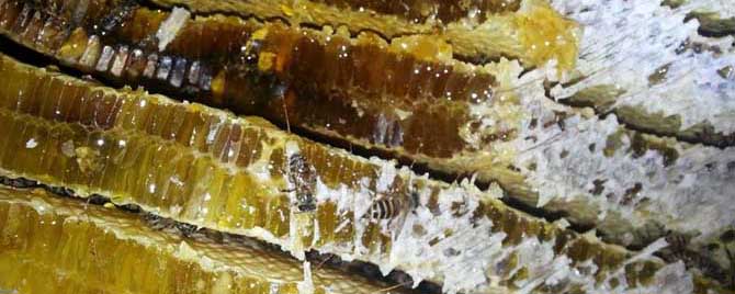 真的蜂蜜如何鉴别-蜂蜜是怎么生产的？