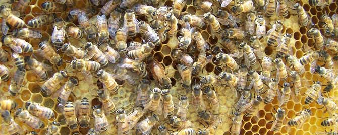 意蜂介入中蜂蜂王-蜂王真的是蜂群的领袖吗？
