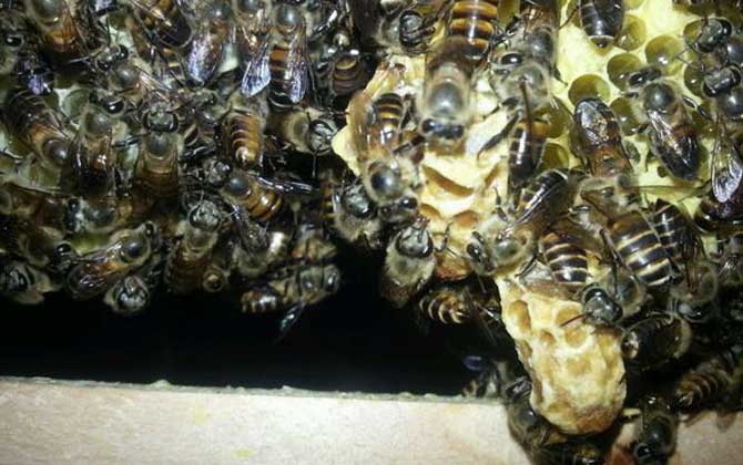 如何养一只中国蜜蜂让它跑不动？