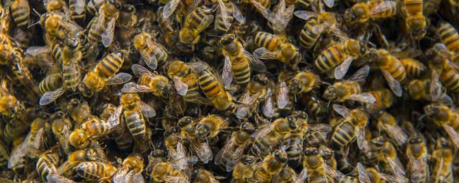 100只工蜂能养活蜂王吗-工蜂真的能成为蜂王吗？
