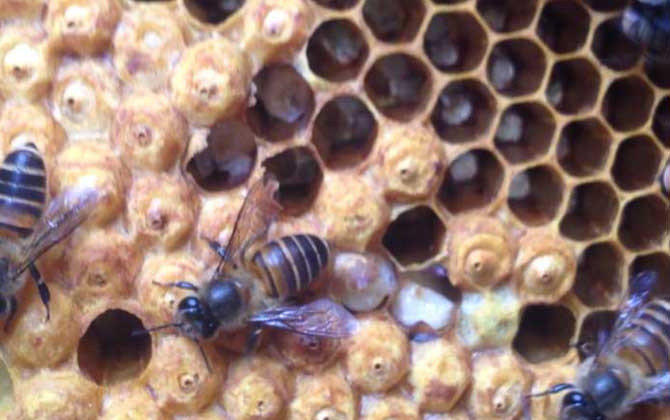 蜜蜂是如何发育的？三种蜜蜂的发展差异很大，尤其是蜂王！