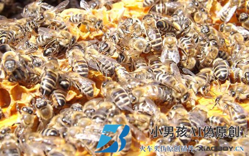 了解蜜蜂的生活习性是养好蜜蜂的前提，否则终究是“雾里看花”！