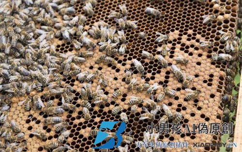 了解蜜蜂的生活习性是养好蜜蜂的前提，否则终究是“雾里看花”！