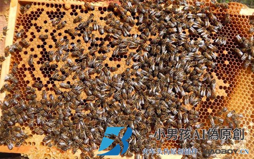 了解蜜蜂的生活习性是养好蜜蜂的前提，否则终究是“雾里看花”！