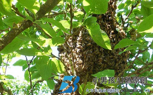 了解蜜蜂的生活习性是养好蜜蜂的前提，否则终究是“雾里看花”！