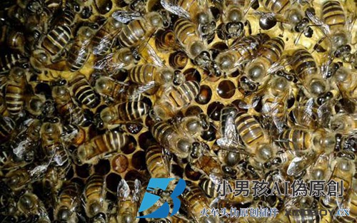 蜜蜂过冬缺饲料，赶紧用补饲给蜜蜂补越冬饲料！