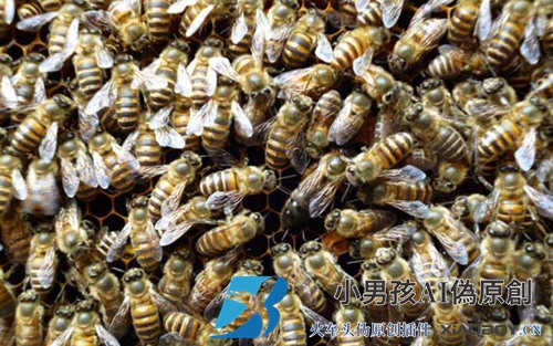 蜜蜂过冬缺饲料，赶紧用补饲给蜜蜂补越冬饲料！