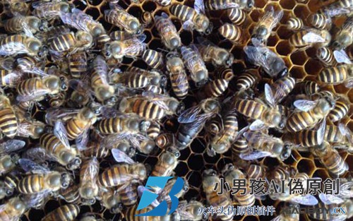 殖民地没有蜂王怎么办？试试直接介绍女王的方法，快速给蜂群介绍新女王！
