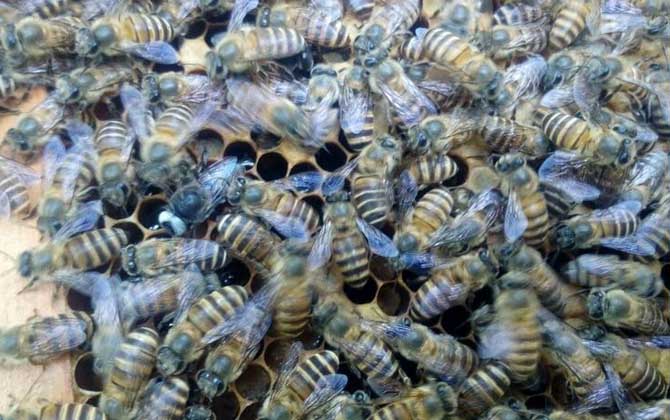 饲料是蜜蜂越冬的关键。这样喂食保证蜜蜂有足够的饲料过冬！