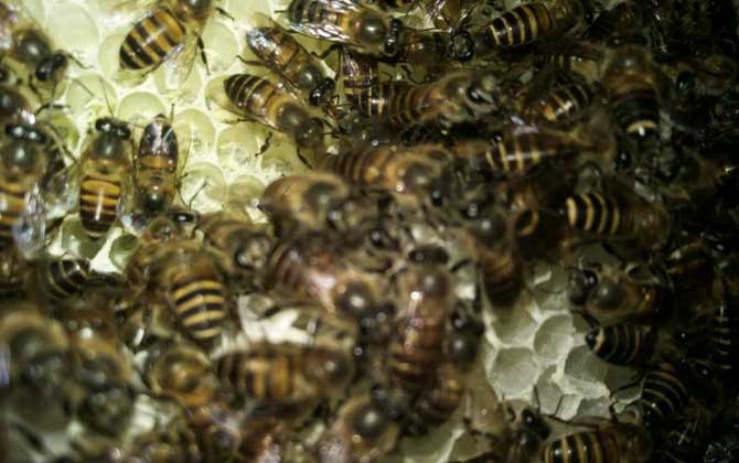 蜜蜂种类是养蜂效益的关键。尝试这些方法，通过人工选择提高蜂种质量。
