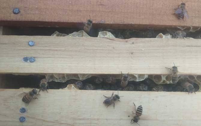 为什么越冬蜜蜂大量死亡？只有这些原因，才能“对症下药”说清楚！