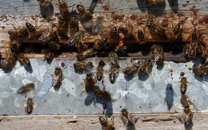蜜蜂打架的原因及解决方法