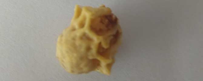 有了王台怎样人工分蜂-王台封了多少天？