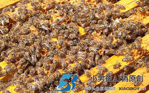什么时候人工分蜂最好？