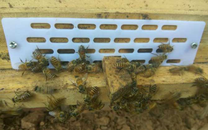 蜂斗不难对付，关键是要找出原因，“对症下药”不要太简单！
