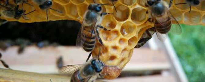 蜜蜂自然分蜂-蜜蜂在什么季节自然分裂？
