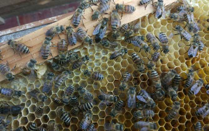 蜜蜂太少了怎么快速繁殖？
