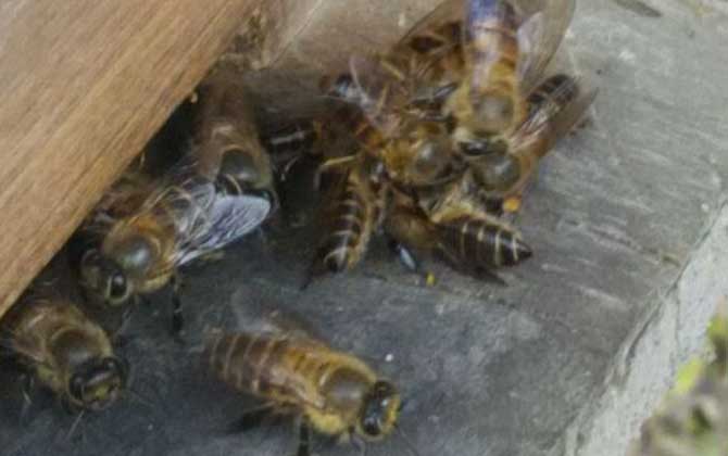 蜜蜂太少了怎么快速繁殖？