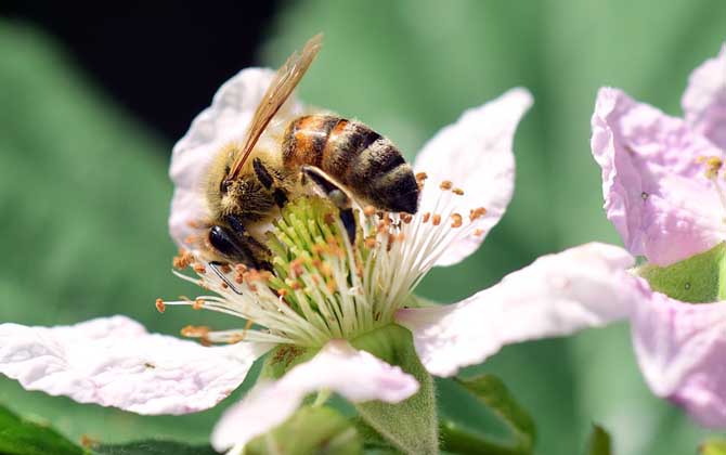 如何应对蜂蛰？只要没有过敏，一般问题适当治疗后不大！