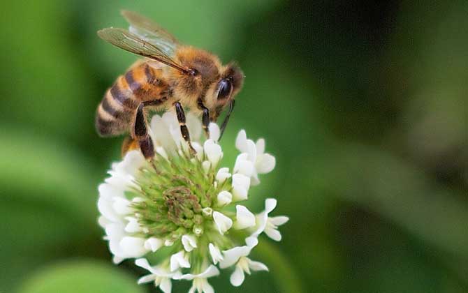 被蜜蜂蛰了怎么消肿？这种治疗不仅可以快速消肿，还可以止痛止痒！