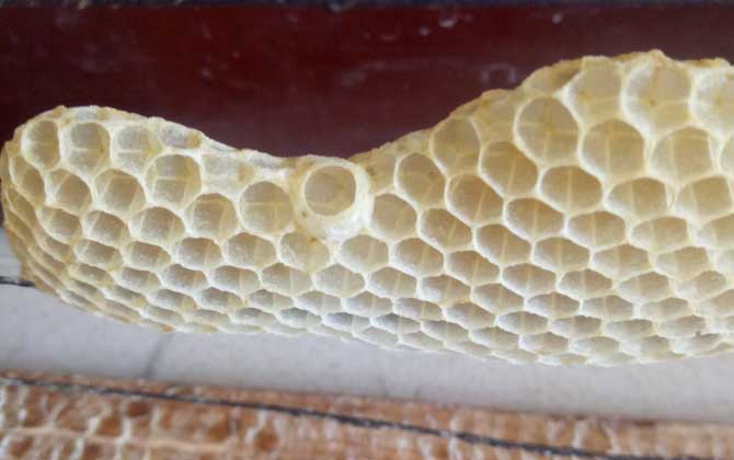 蜂巢是怎么建造的？主料是蜜蜡，蜜蜂筑巢的过程简直太神奇了！