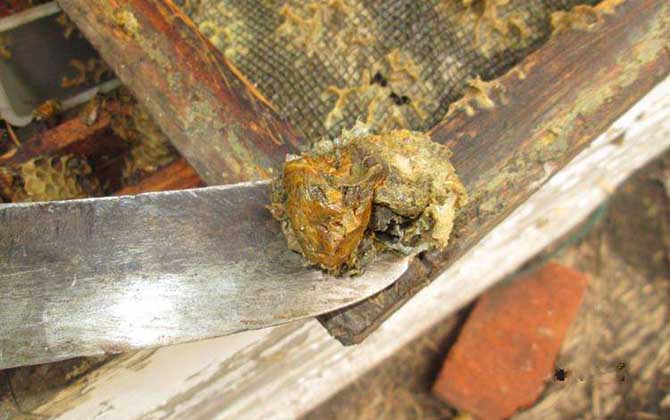 蜂胶有哪些功能和作用？既能增强免疫力，又能降低“三高”！