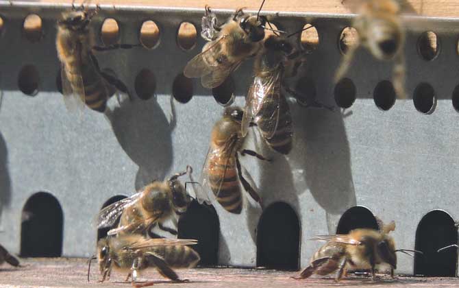新手养蜂及注意事项