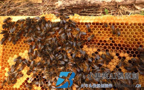 新手养蜂及注意事项