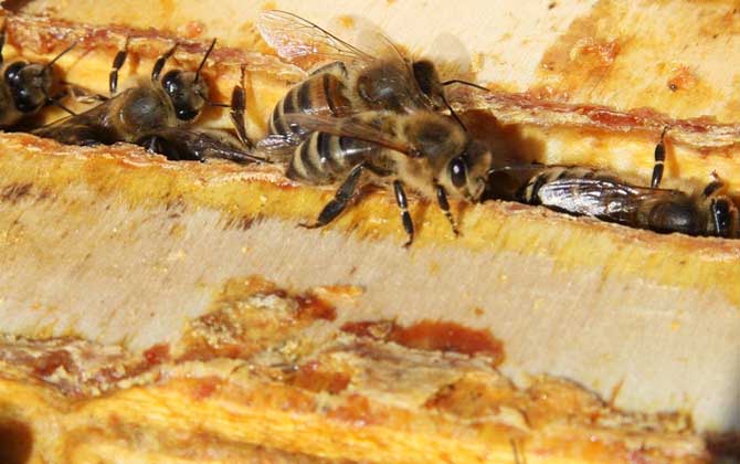 蜂胶怎么吃？不用说，吃对了是好的，吃错了对身体不好！