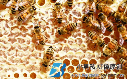 蜂巢蜜的禁忌及其正确食用方法