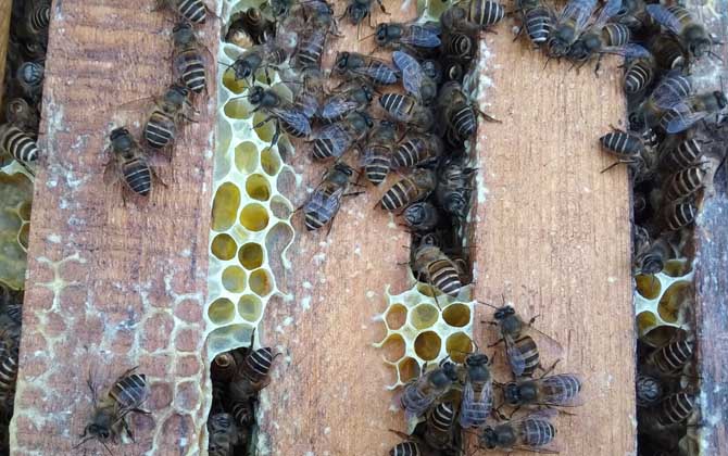 一年养40箱蜜蜂赚多少钱？