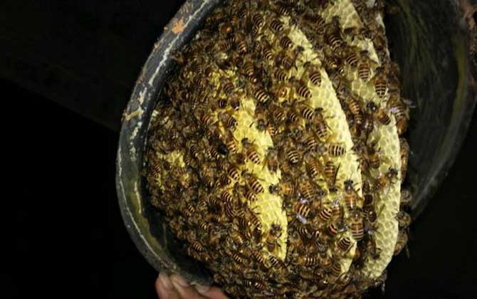 一年养40箱蜜蜂赚多少钱？