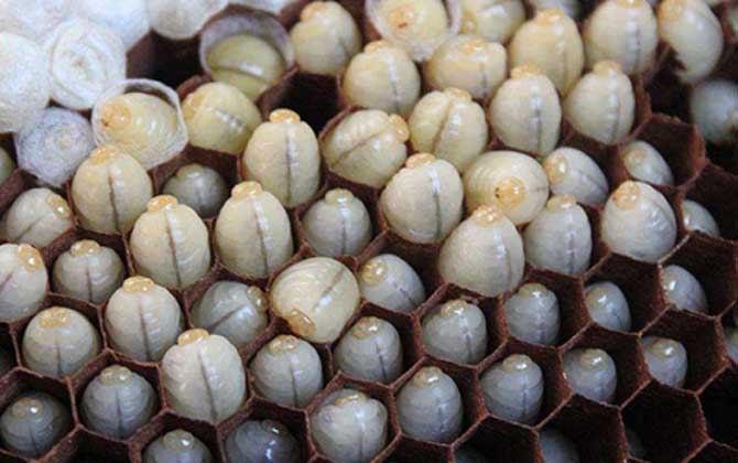 冻蜂蛹可以吃吗？