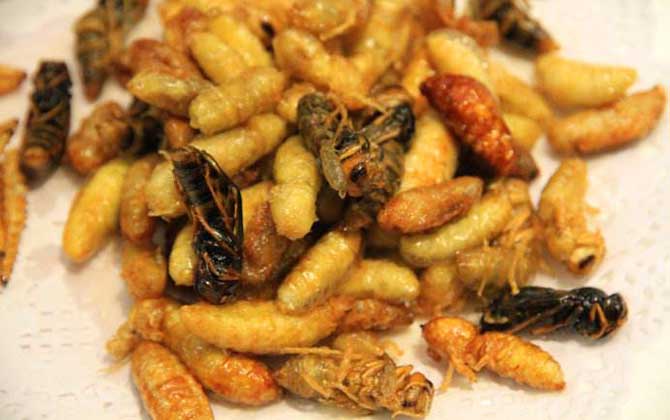 冻蜂蛹可以吃吗？