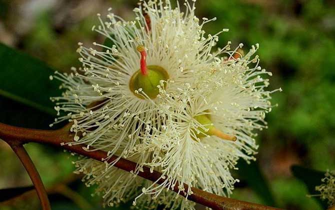 蜜蜂能采桉树花吗？