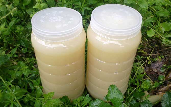 菜籽蜜的功效和作用及禁忌人群