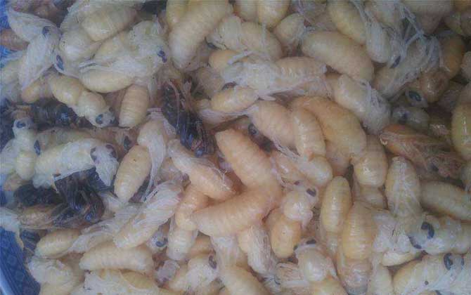 蜂蛹酒的禁忌及正确饮用方法