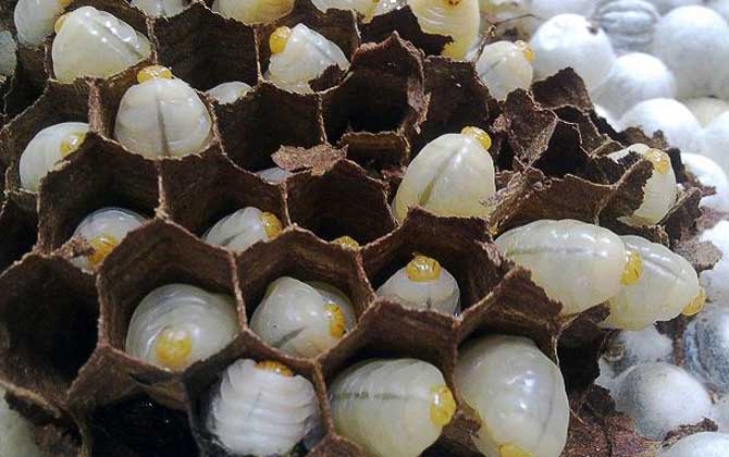 蜂蛹酒的禁忌及正确饮用方法