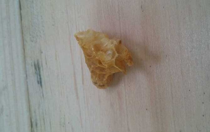 切脾为王的原理及繁育技术