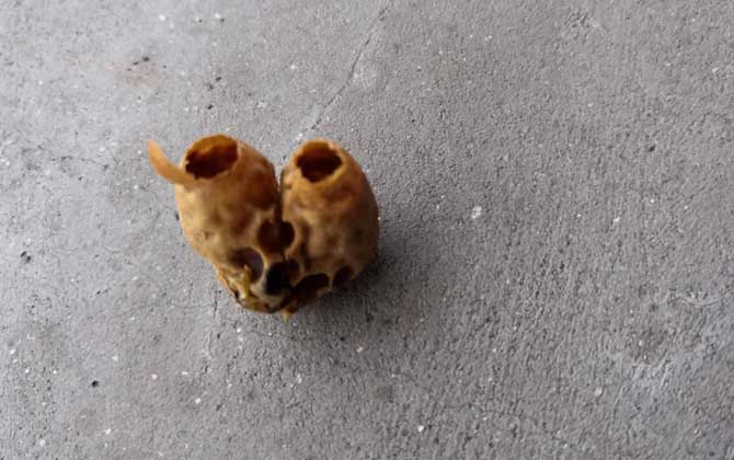 切脾为王的原理及繁育技术