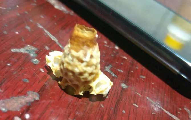 蜜蜂人工繁殖的方法和注意事项