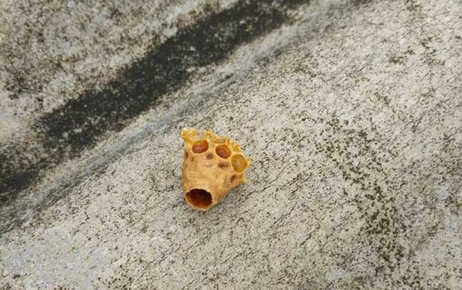 蜜蜂人工繁殖的方法和注意事项