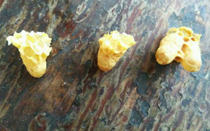 蜜蜂人工繁殖的方法和注意事项