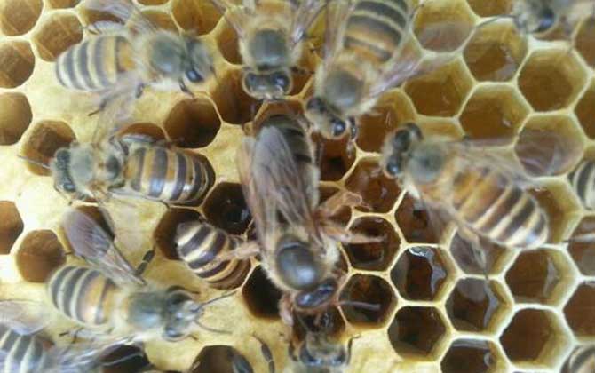新蜂王如何融入蜂群？