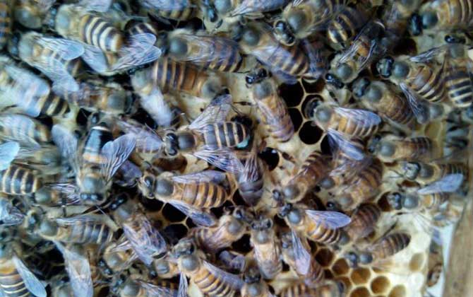 新蜂王如何融入蜂群？