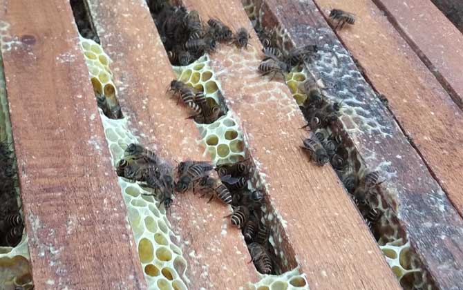 新手合并蜂最佳方法