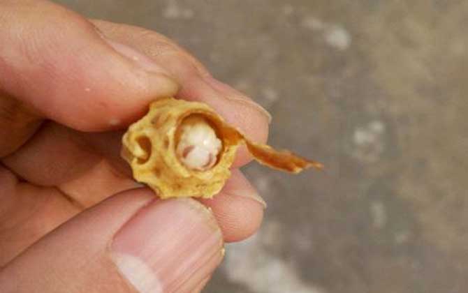 新手养蜂人如何得到蜂王？