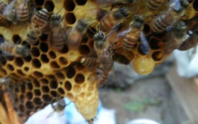 新手养蜂人如何得到蜂王？