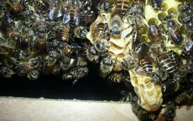 新手养蜂人如何得到蜂王？